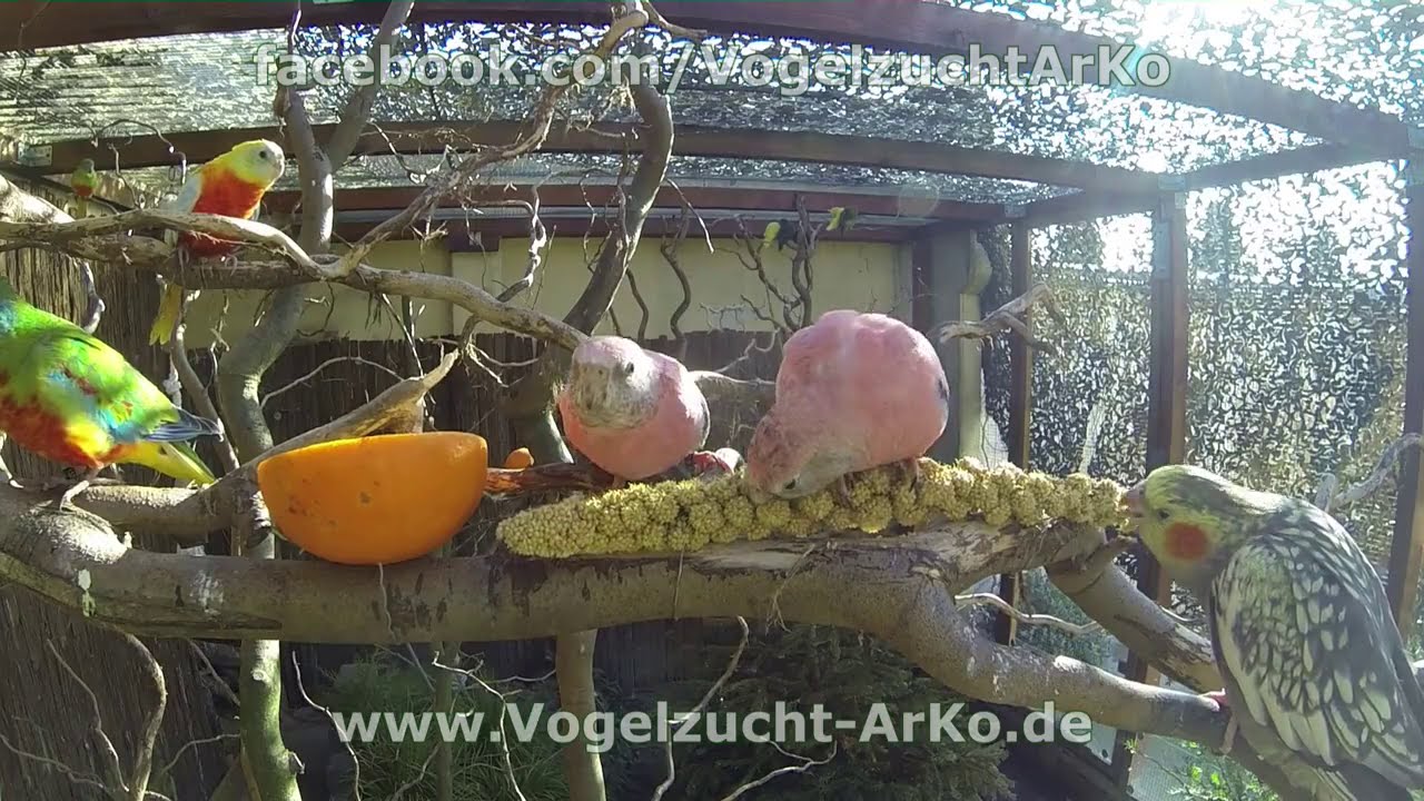 Bourkesittiche in der Außenvoliere