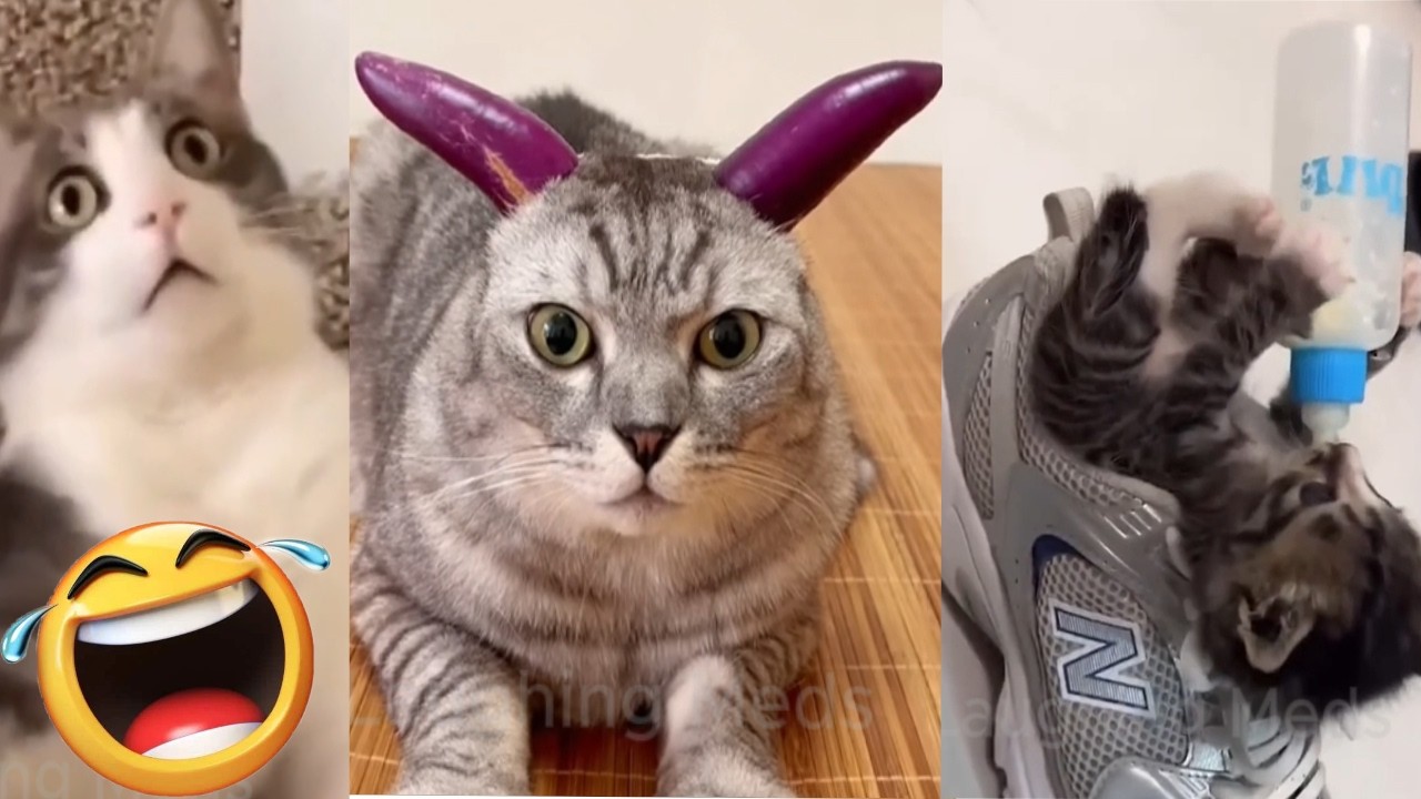Top 100 funniest cat moments 2026