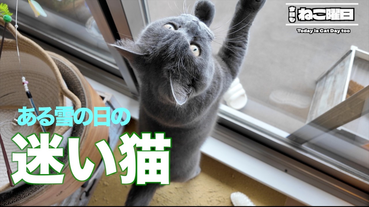 雪の日に外出した猫の帰宅後、予想外の行動が可愛すぎました【ブリティッシュショートヘア】
