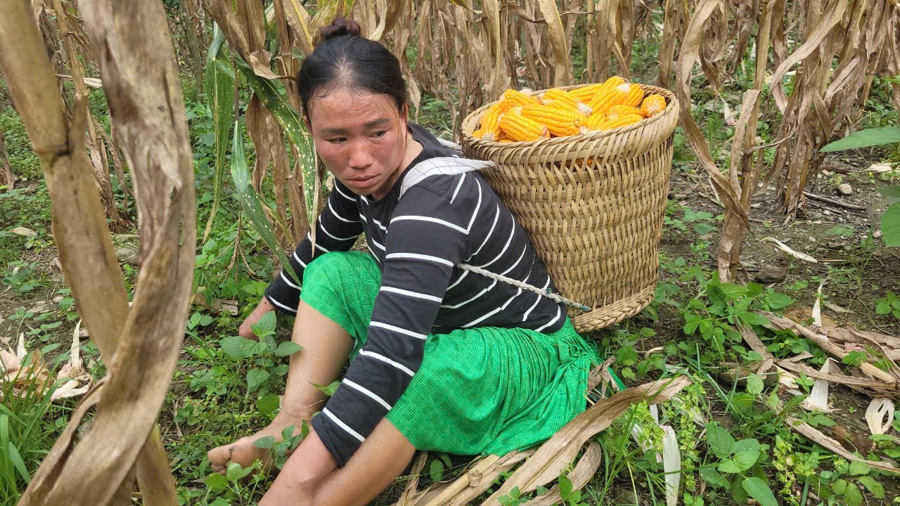 Harvesting Corn, Fishing for Lunch - Single Mom's Daily Life - Duong Mi