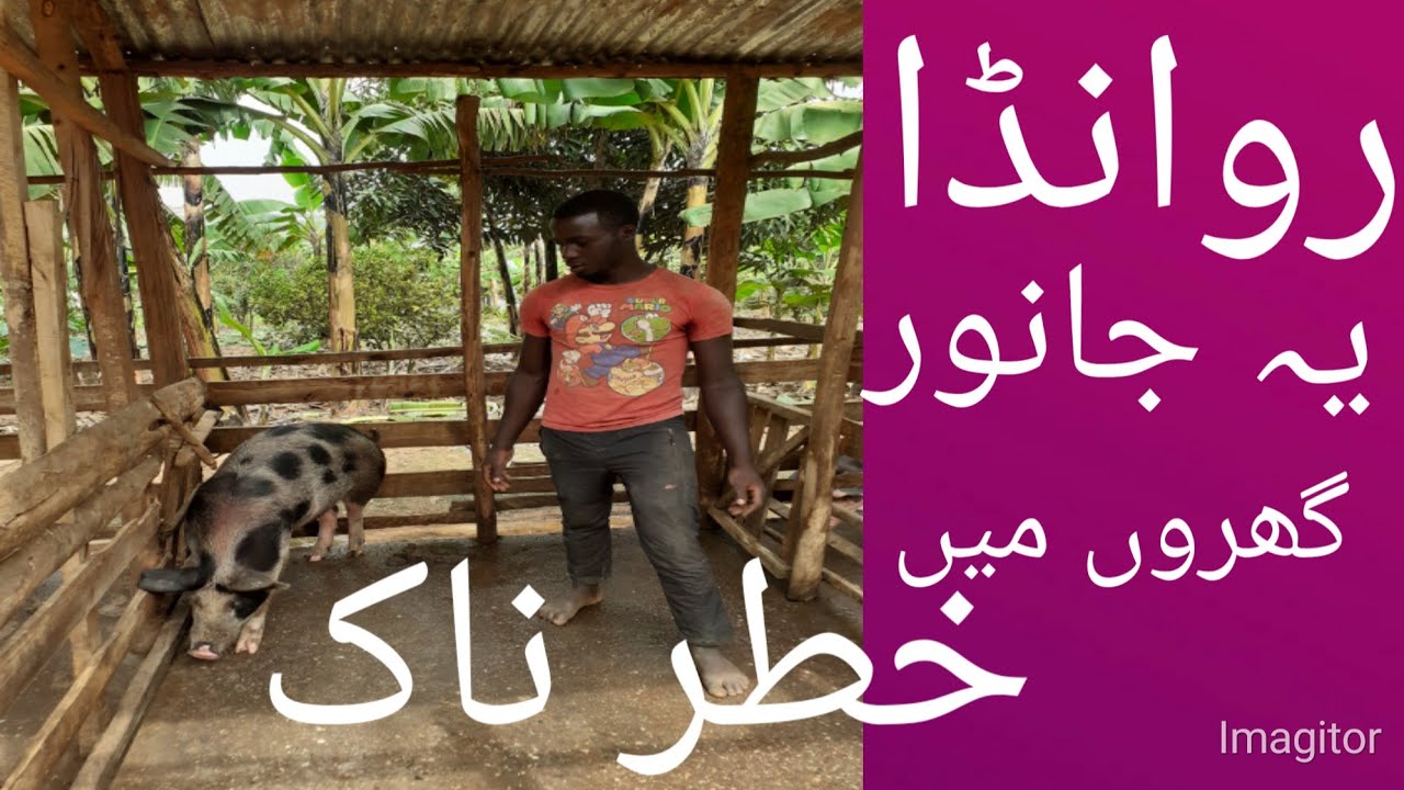 #abidreallife#villagelife#chicken#pige V155/ ملک روانڈا میں لوگوں کے کام خطرناک جانوروں کا فارم