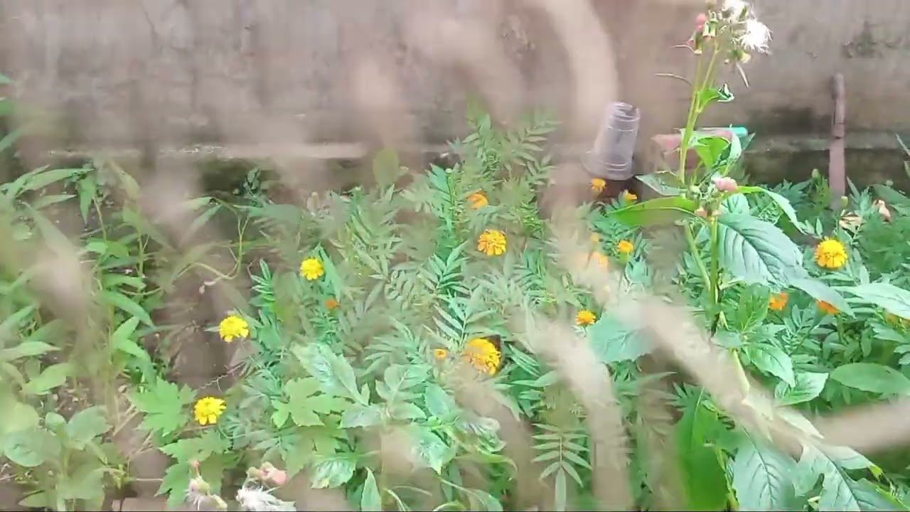 Đậu cove ,đậu rồng trồng trên lá khô,rác nhà bếp đã 8 năm trồng rau đơn giản ko phân(quy lê py88-rau