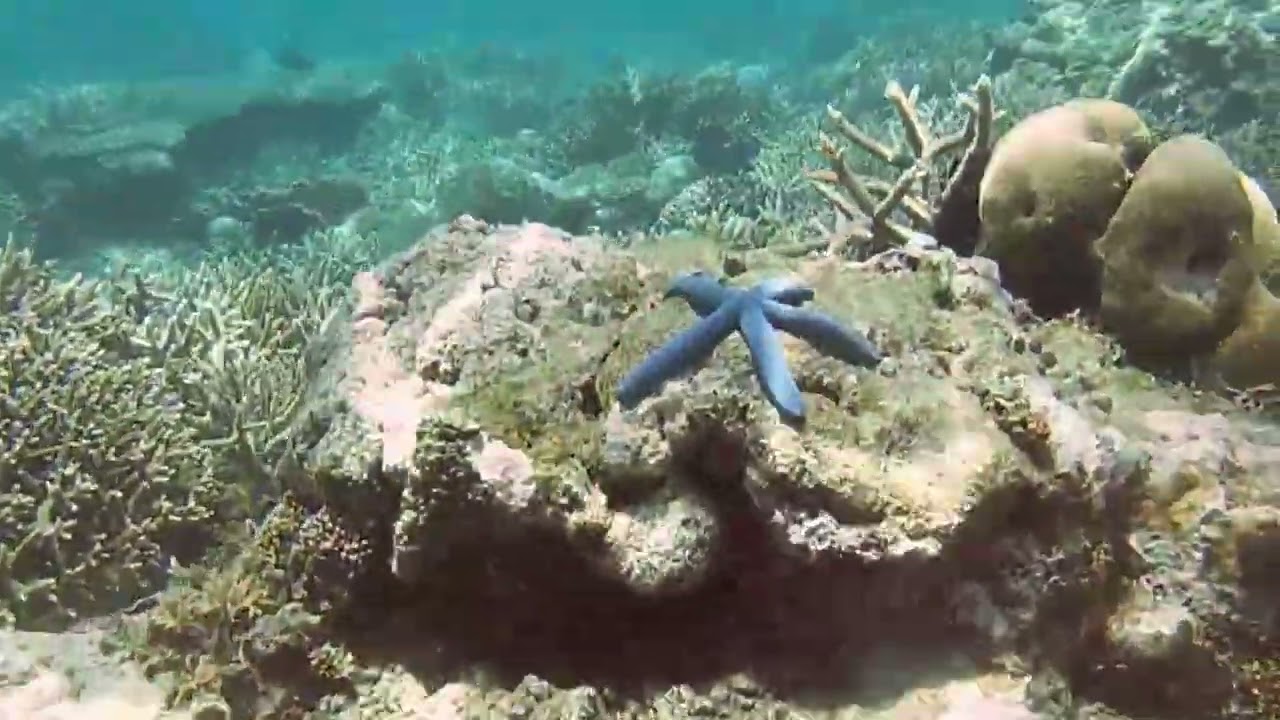 Indonésie 10 2024   #gili #gopro #indonesia #snorkeling