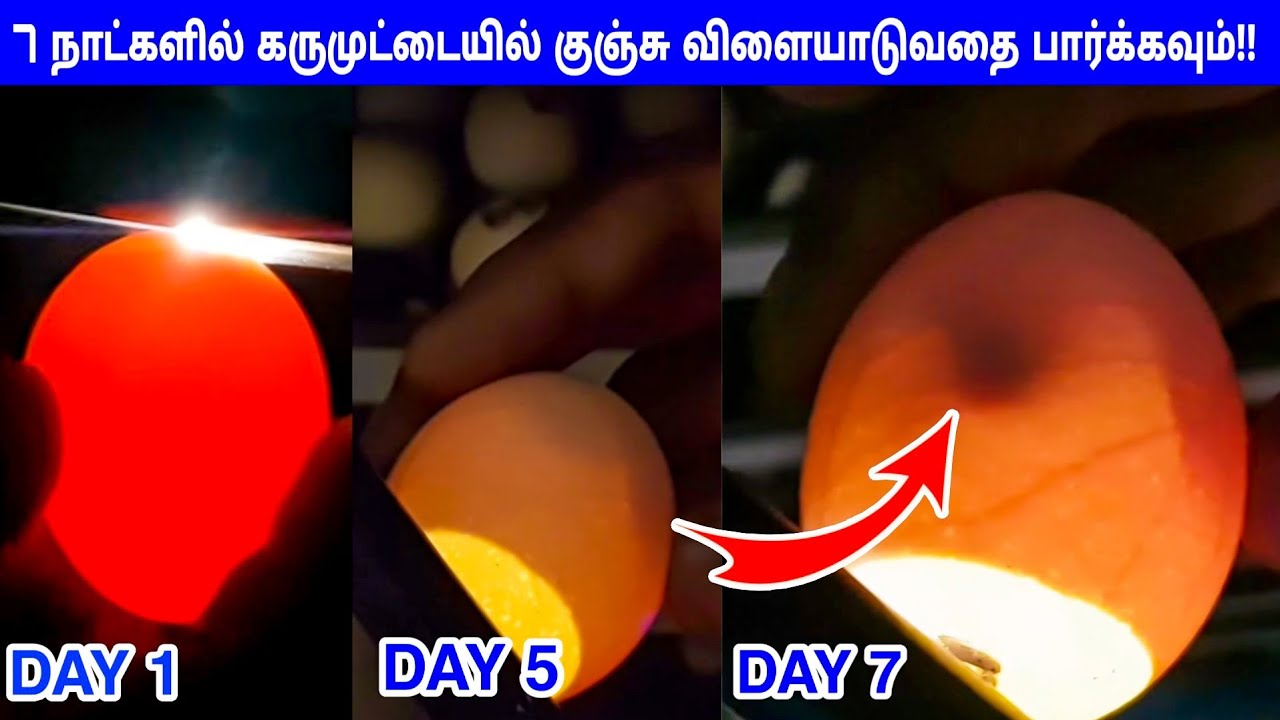 7 நாட்களில் கருமுட்டை கண்டறிவது எப்படி? செல்போன் Torch மூலம் எளிதாக கண்டறிந்து அடைவைக்கலாம்!!