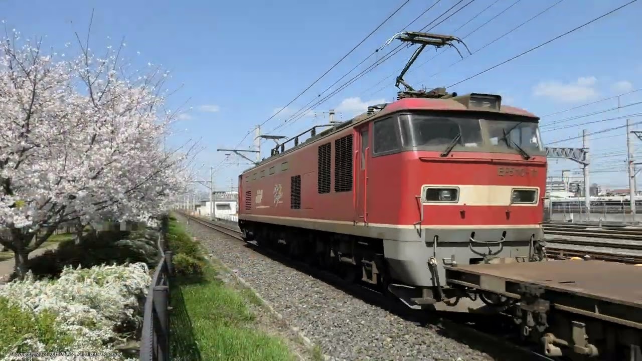 満開の桜とユキヤナギの横を通る4071ﾚ貨物列車の撮影です（R5.3.28）