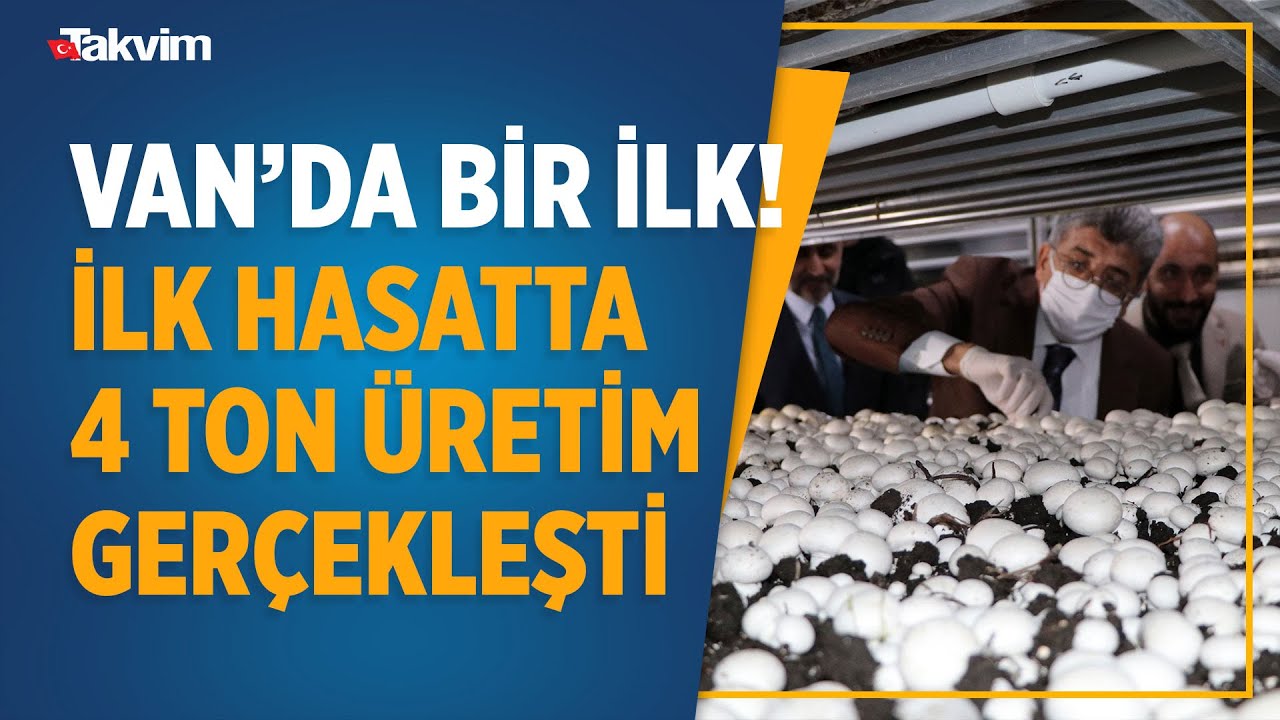 Van'daki mantar tesisinde, ilk hasatta 4 ton üretim gerçekleşti