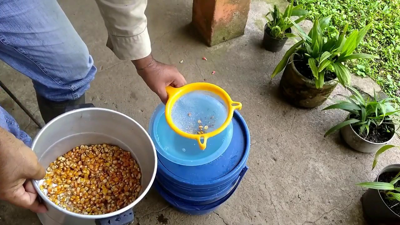 FORRAJE VERDE HIDROPONICO FVH CON MAIZ PASO A PASO  PARTE I