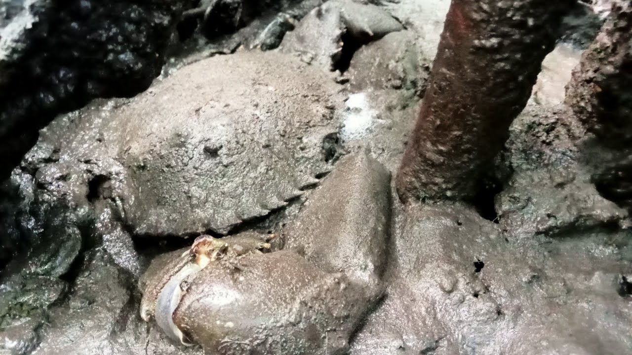 Ep449_Dayo lahat ng huli puro malalaki laki ng binta ko