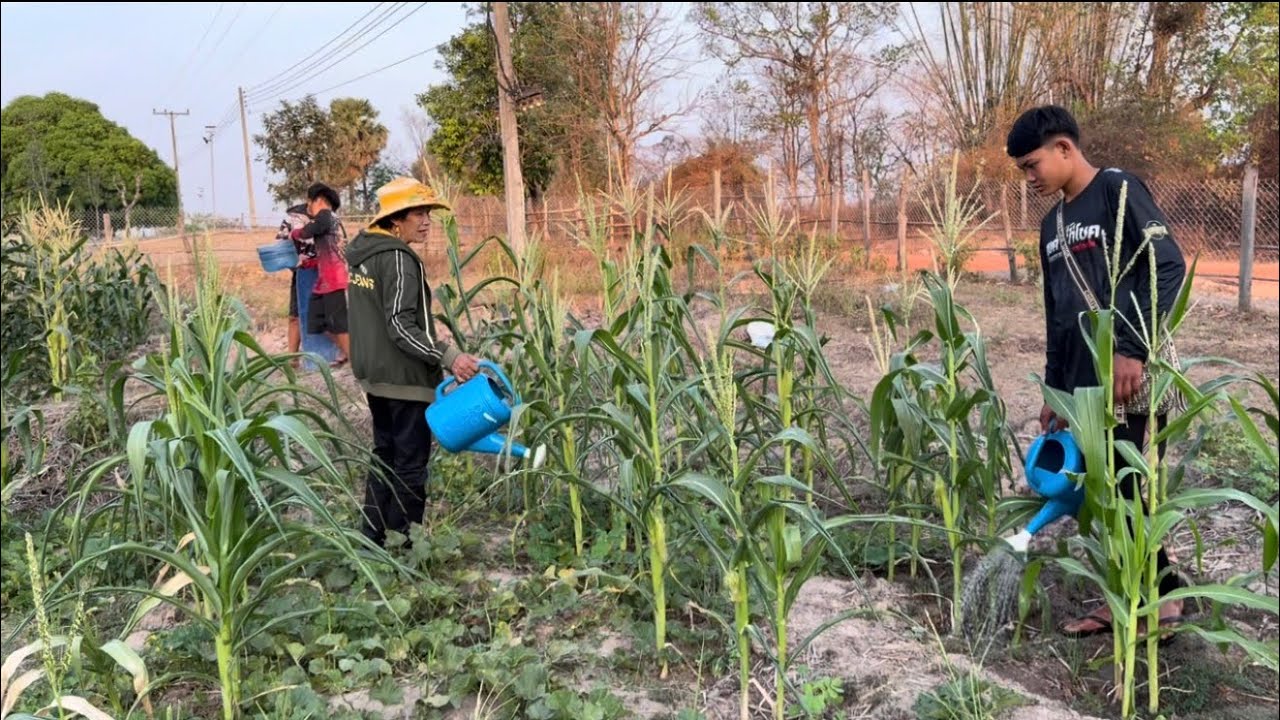 ปลูกบักแตงเล่นๆ บ่คิดว่าจะเป็นหมากดกปานนี้