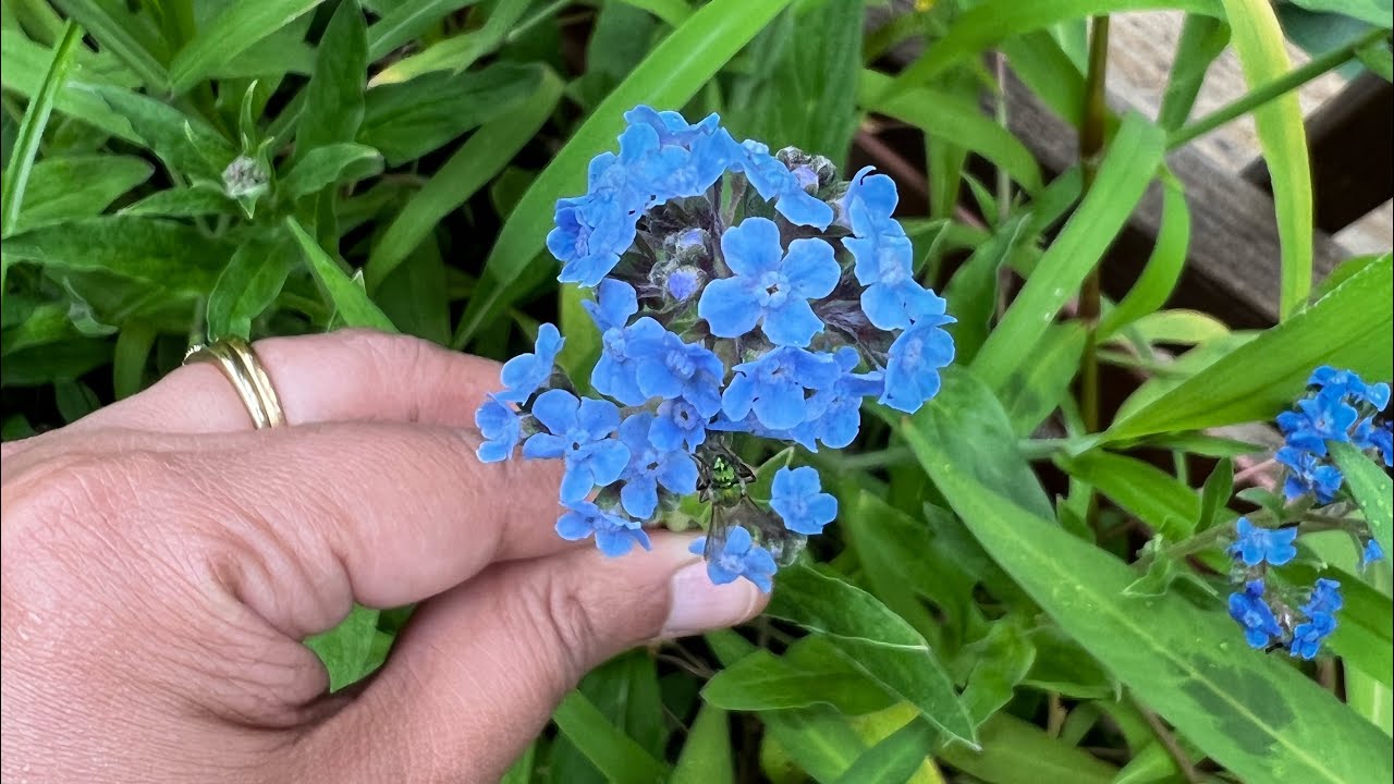 Drying flowers for Resin Projects/my small forget me not flower garden /drying with silica gel