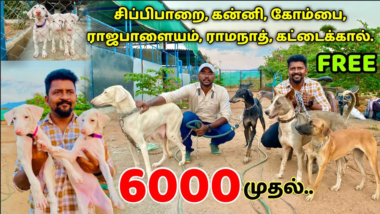 DOG for SALES Native Dogs / Puppy's For Sales / Nanga Romba Busy
