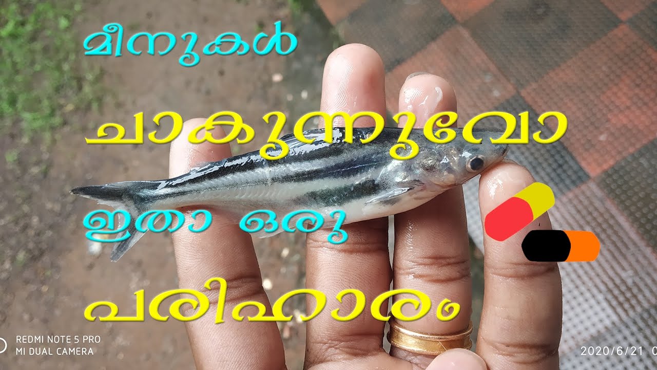 Medicine for fish fungal infection#successful treatment for fish fungus#malayalam#Low cost#Diseases#