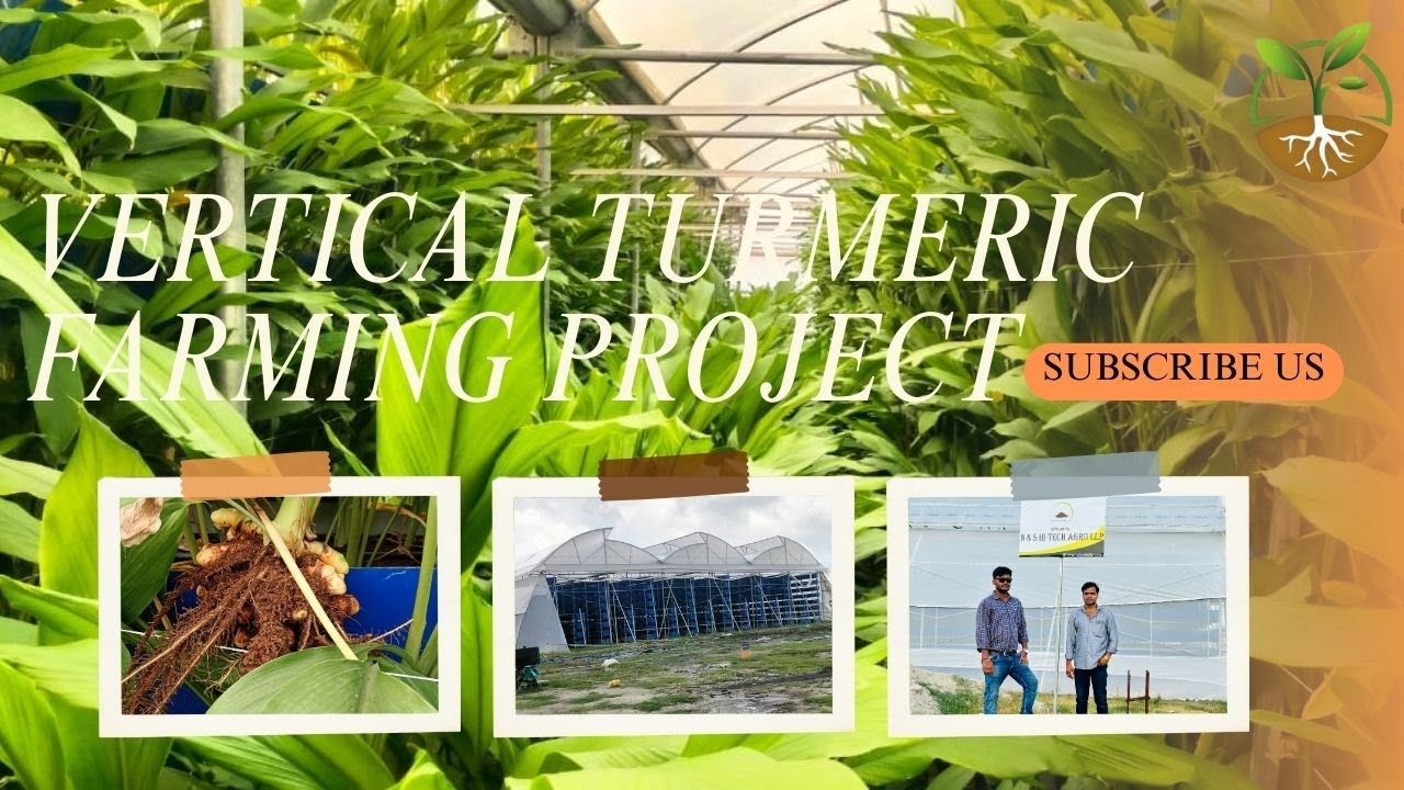 🌿 Vertical Turmeric Farming – Grow More in Less Space! 🌿