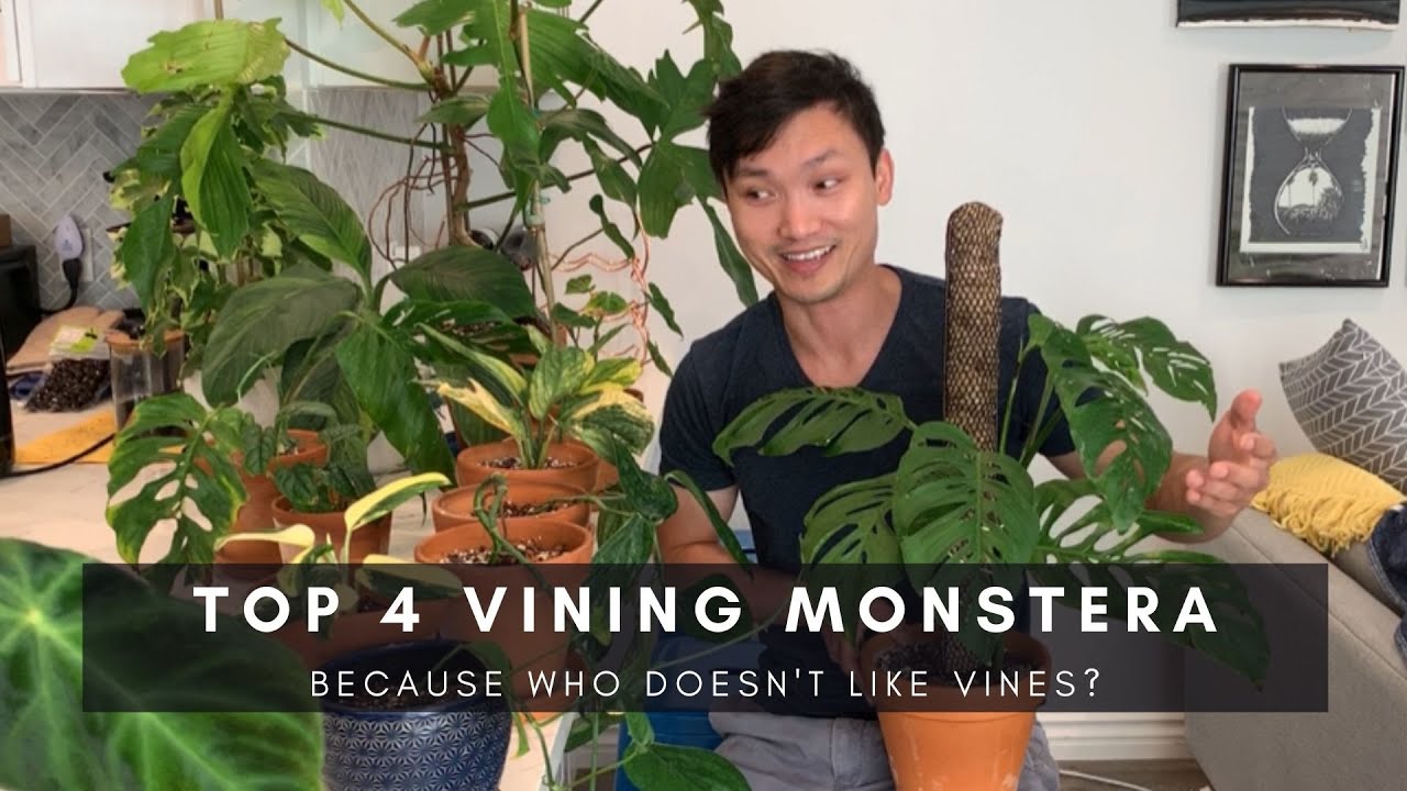 TOP 4 RARE VINING MONSTERA: Siltepecana, Standleyana, Peru, and Adansonii | Ep 6