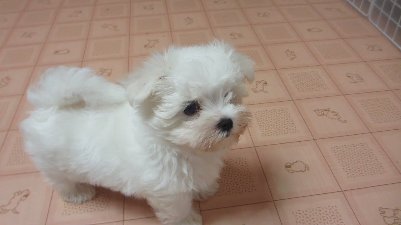 マルチーズ　かわいい　　maltese