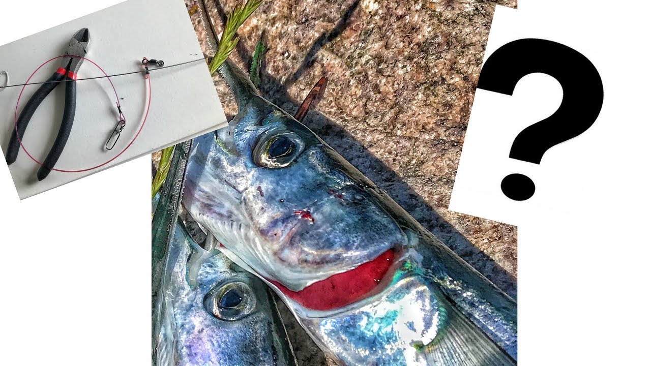 Fang mange Hornfisk! Med dette setup