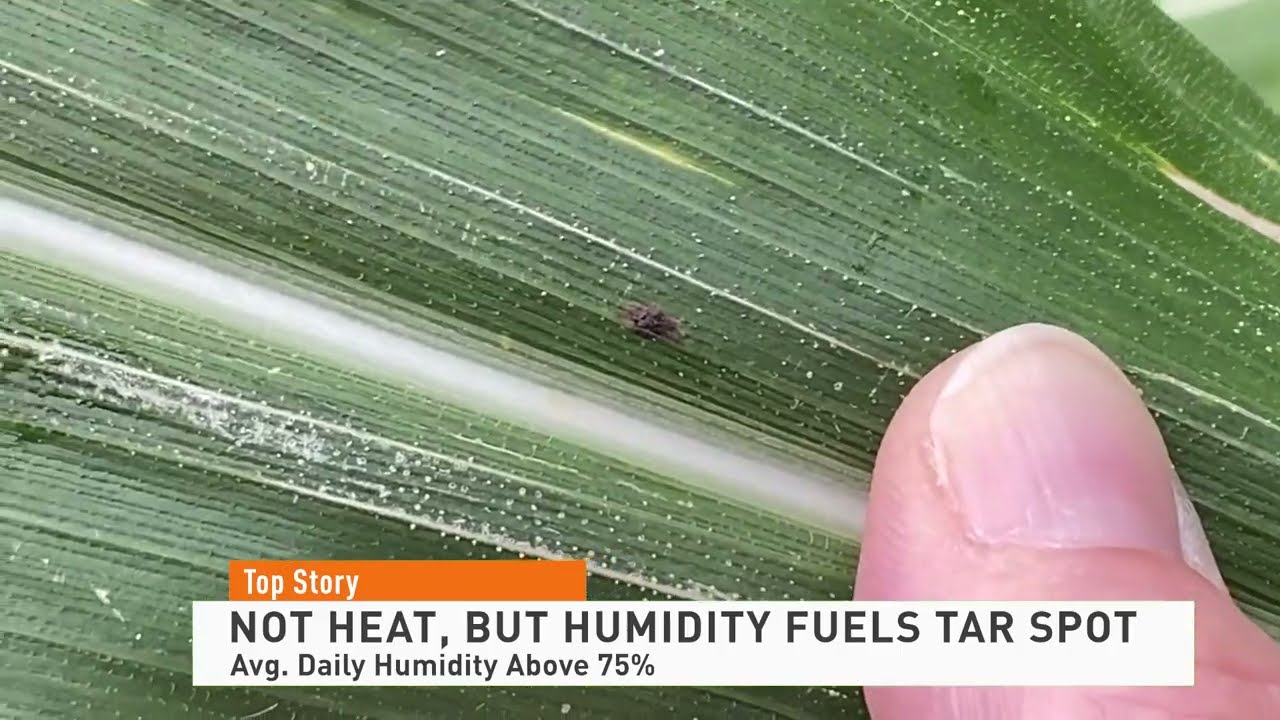 Tar Spot: High Humidity a Contributing Factor in Tar Spot Outbreaks