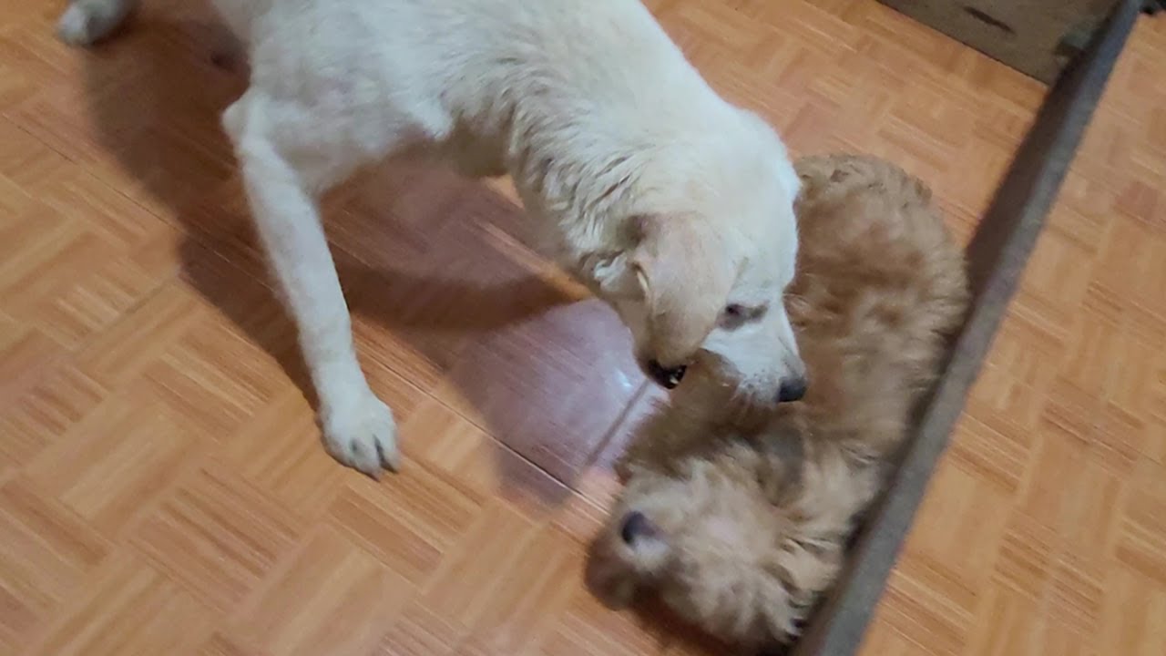 Angry Mother Dog Protects Orphan Puppy And Doesn't Let Puppies Approach