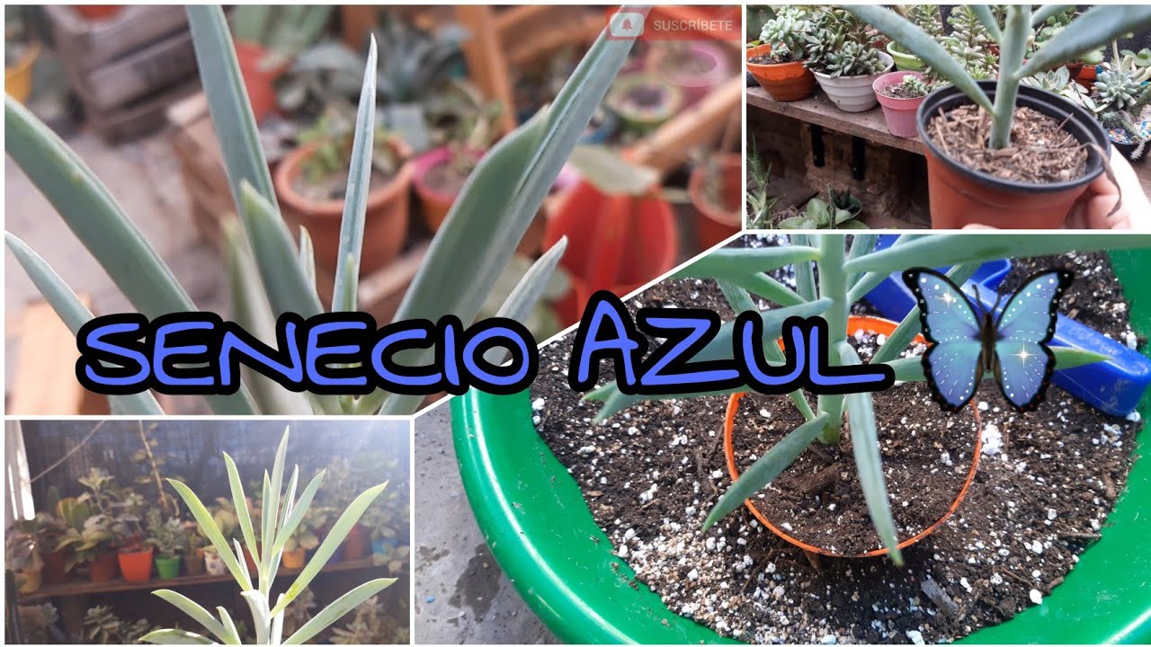 SENECIO AZUL 💙 = Curio Crassulifolius, Ficha tecnica y transplante