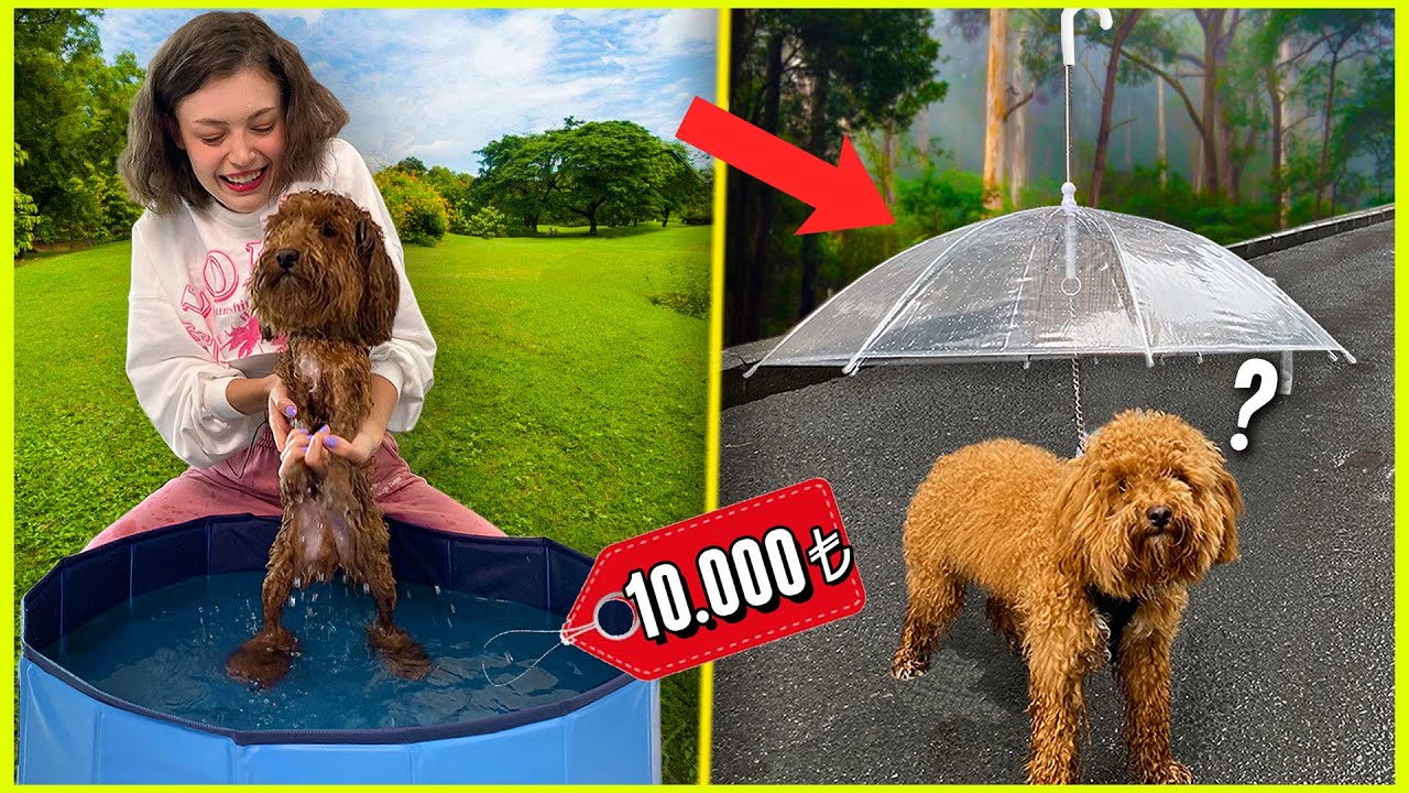 EN PAHALI KÖPEK ÜRÜNLERİNİ TEST ETTİM! (Köpek Havuzu, Köpek Şemsiyesi, Tasarım Çanta...)