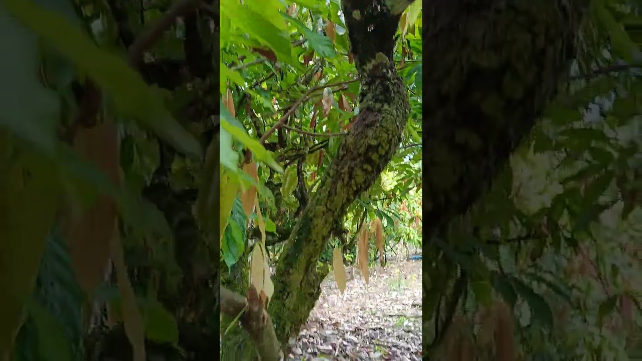 Lagi pantau kondisi kebun pohon kakao tua .