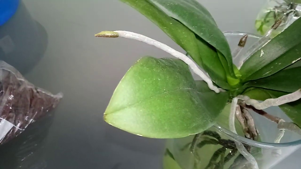Resultados de phalaenopsis na água ❗ Orquídeas em vidro, como plantar?