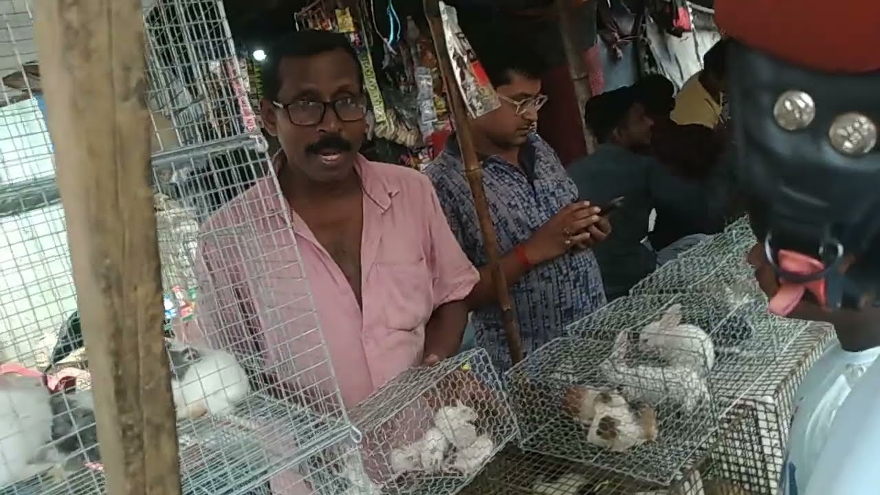 খরগোসএর দাম | কি কি খরগোস এই হাটে পাবেন | Rabbit Price | Bunnyর দামকত | #GallifStreet @Life of Pets