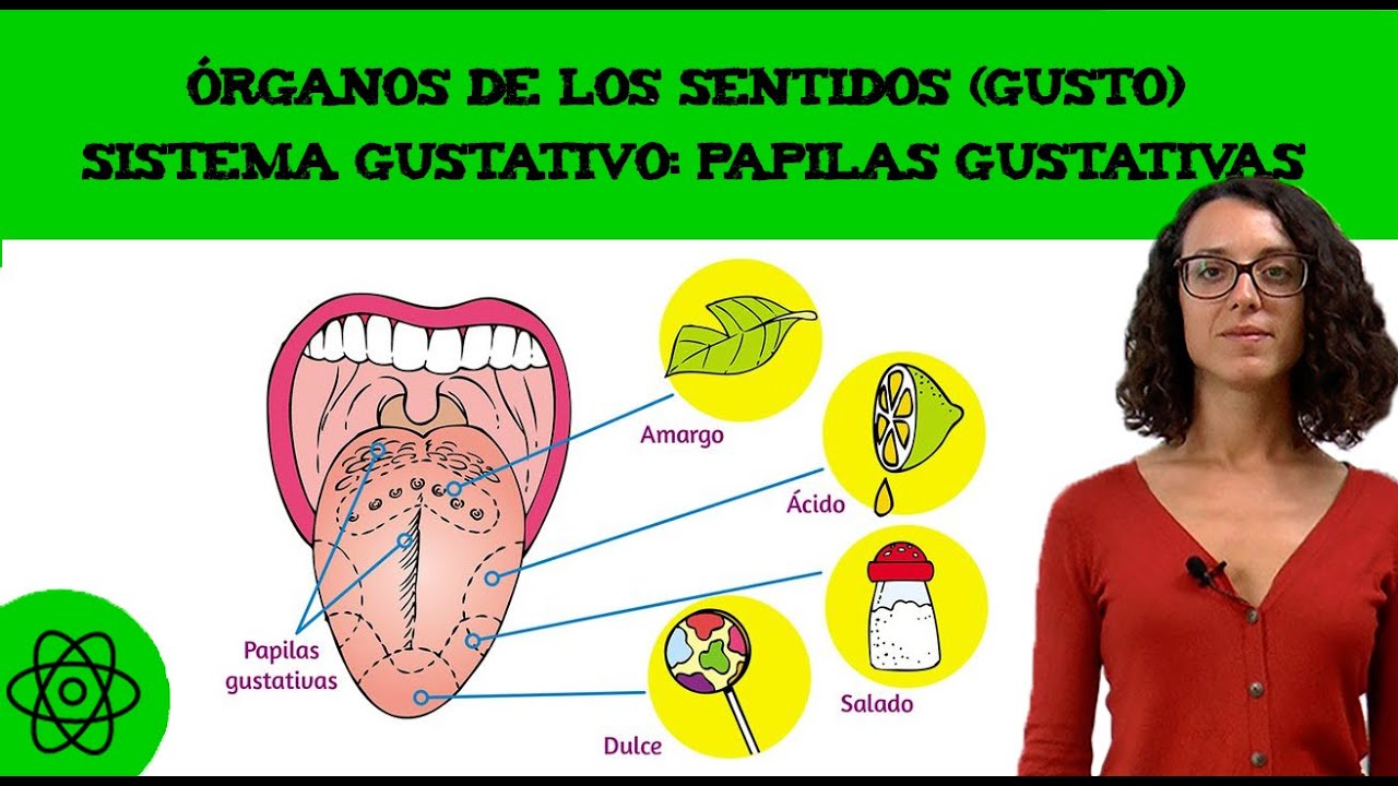 Órganos de los sentidos: gusto 👅 sistema gustativo, papilas gustativas