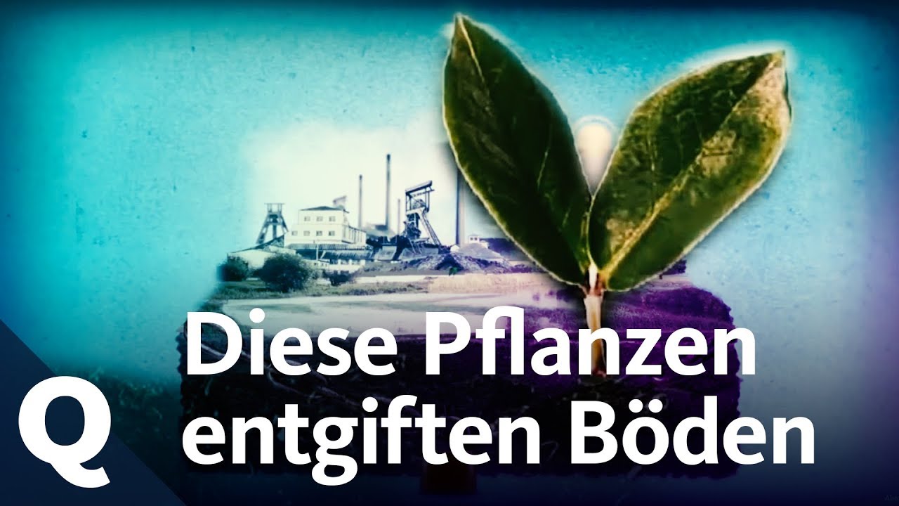 Schwermetalle in NRW: Wo Superpflanzen die B&ouml;den entgiften k&ouml;nnen | Quarks