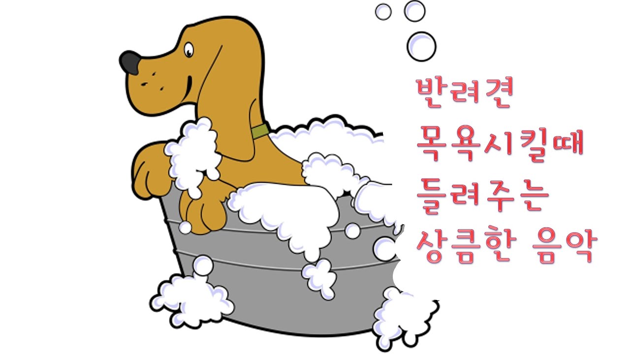 밝은 노래로 나의 반려견 목욕 시킬때 / When I bathe my dog with a bright song 💎💎💎💎💎