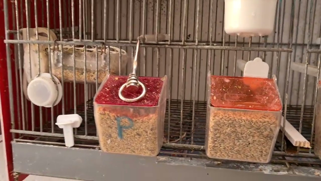 18/02/2026, ANILLADO DE PICHONES 