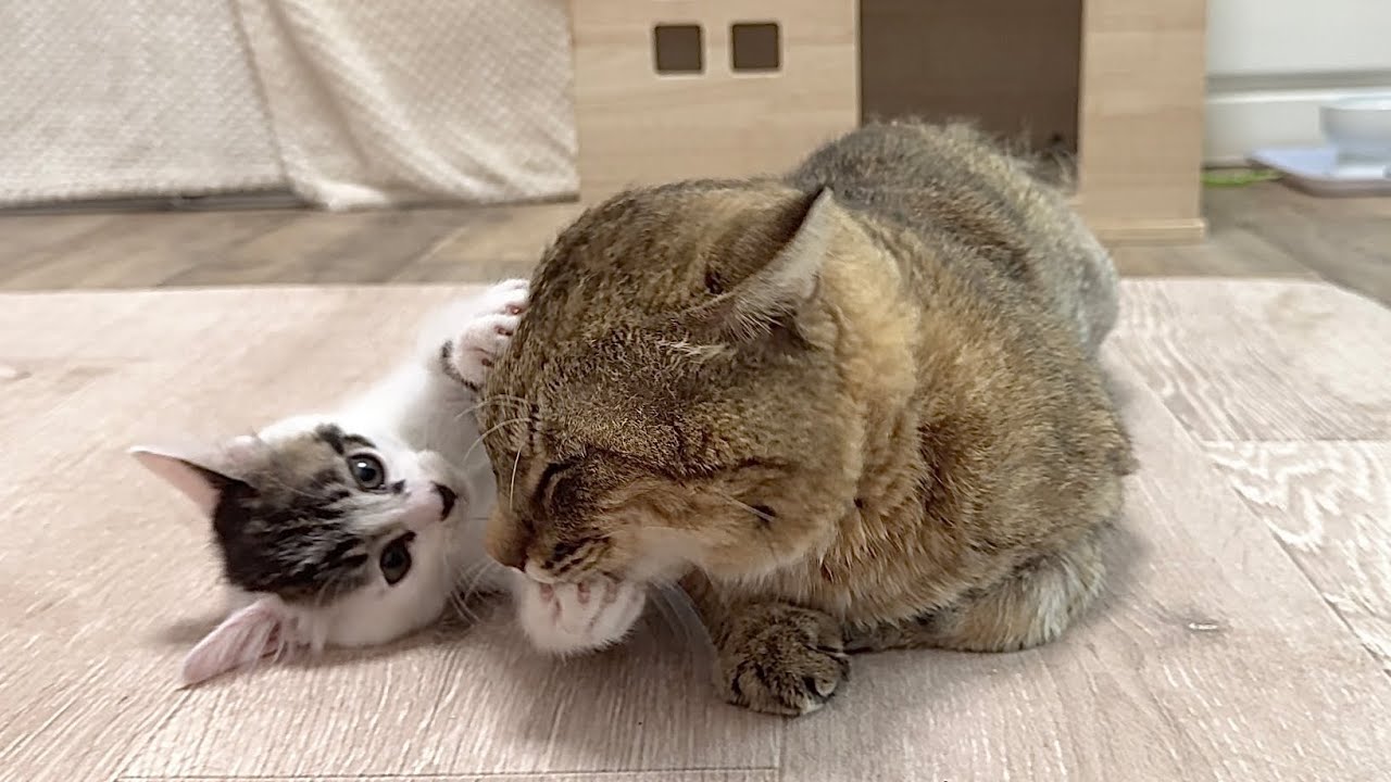 優しすぎる兄猫に好き放題する子猫＆ママ猫ついにケージから出る？！【白玉ちゃん＆坊ちゃん＆たこやき君日記】Patient big brother and wild kitten