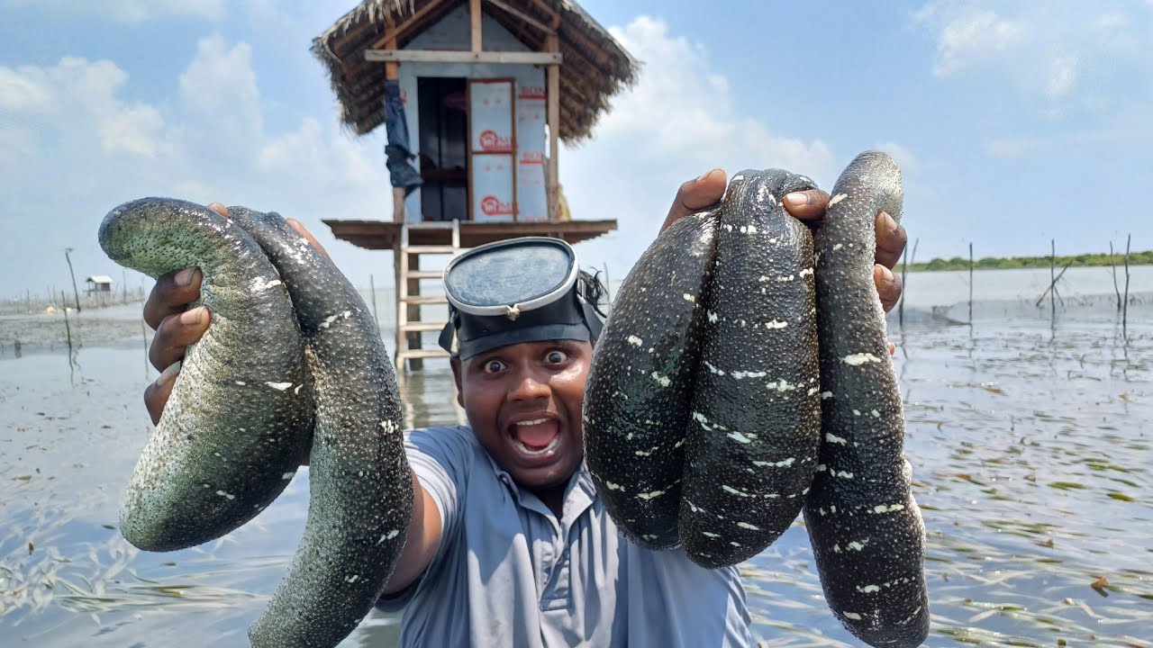 கடல் அட்டை வேட்டை|Sea Cucumber Hunting Cooking at Srilanka|Yummy and Tasty Recepie|VFS