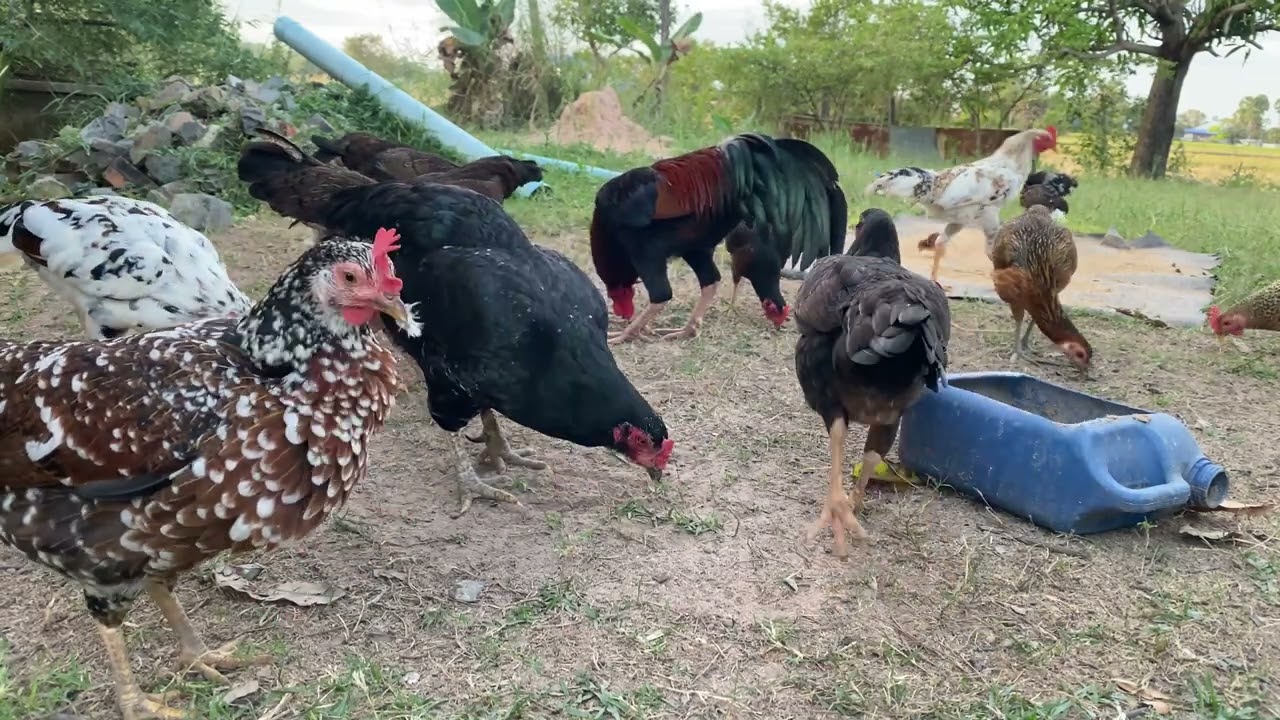 គ្រួសារមាន់/ សេចក្ដីសុខរបស់ខ្ញុំ