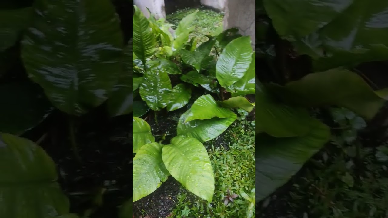 Anubias barteri propagation