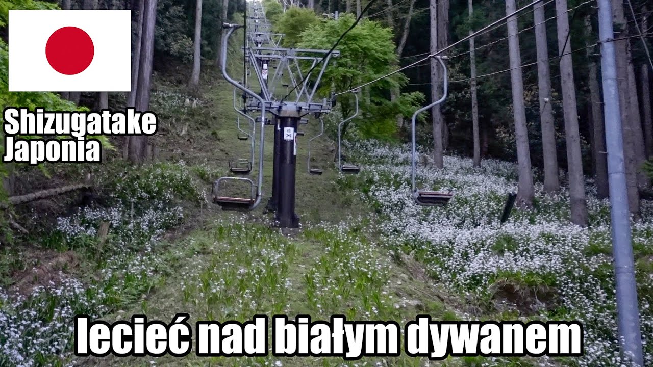 Najpiękniejszy biały kwiatowy szlak do najpiękniejszego widoku z górami i jeziorami (ShigaJaponia)