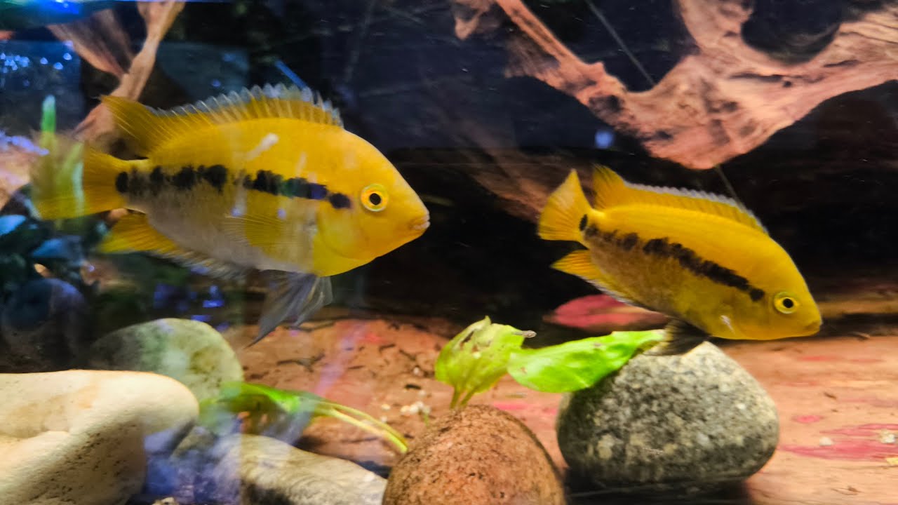 Młode pielęgnice miodowe na sprzedaż