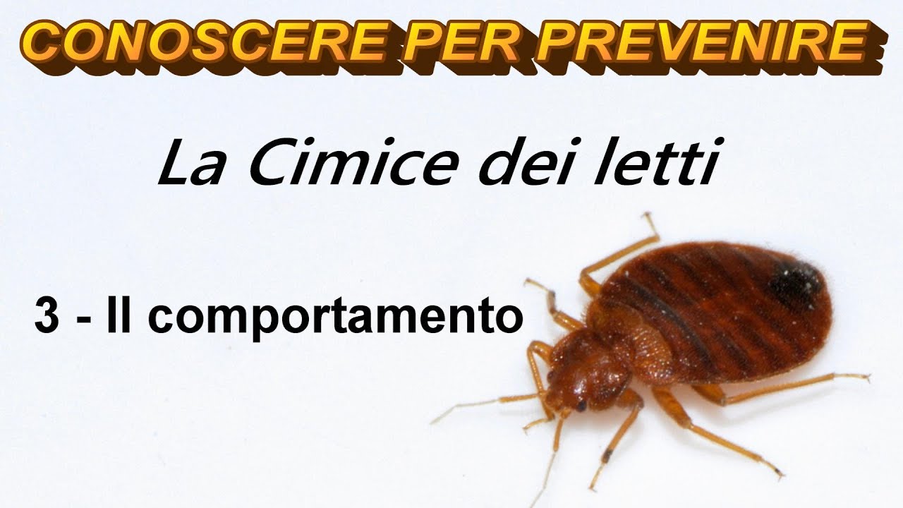 La Cimice dei letti: 3 - Il comportamento