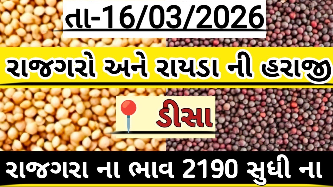 રાજગરો અને રાયડા ની હરાજી//Deesa rajgaro and raida ni haraji//अनाज मंडी #deesa #new #farming #viral