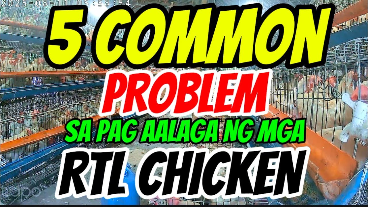 THE ULTIMATE BEGINNER’s GUIDE EP. 12:  5 COMMON PROBLEMS WE ENCOUNTER SA PAG AALAGA NG RTL CHICKEN