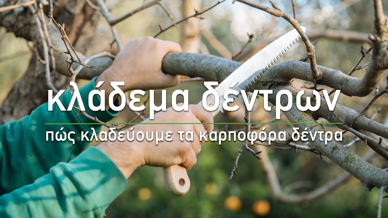 🍊 &Kappa;&lambda;ά&delta;&epsilon;&mu;&alpha; &delta;έ&nu;&tau;&rho;&omega;&nu;: &Pi;ώ&sigmaf; &kappa;&lambda;&alpha;&delta;&epsilon;ύ&omicron;&upsilon;&mu;&epsilon; &tau;&alpha; &kappa;&alpha;&rho;&pi;&omicron;&phi;ό&rho;&alpha; &delta;έ&nu;&tau;&rho;&alpha; - &Tau;&alpha; &Mu;&upsilon;&sigma;&tau;&iota;&kappa;ά &tau;&omicron;&upsilon; &Kappa;ή&pi;&omicron;&upsilon;