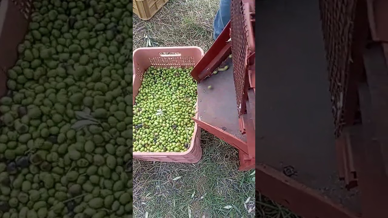 Pulitore olive fatto in casa