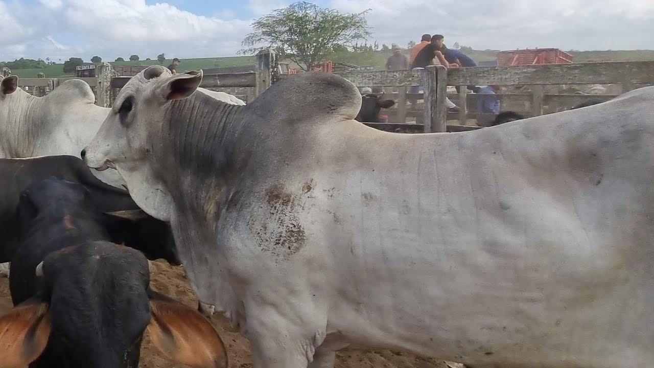 Feira de gado em São João-Pe 02-02-2026 @gado de corte 🥩 