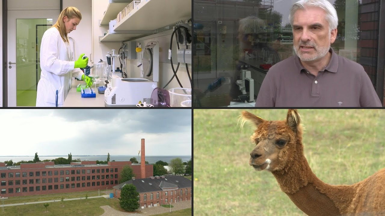 Tödliche Tierseuchen: Forschung im Hochsicherheitslabor an der Ostsee | AFP
