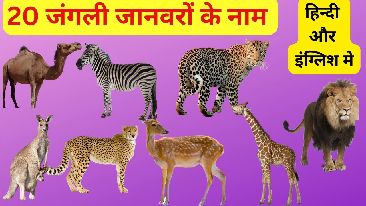 20 wild animals name in hindi and english picture I 20 जंगली जानवरों के नाम