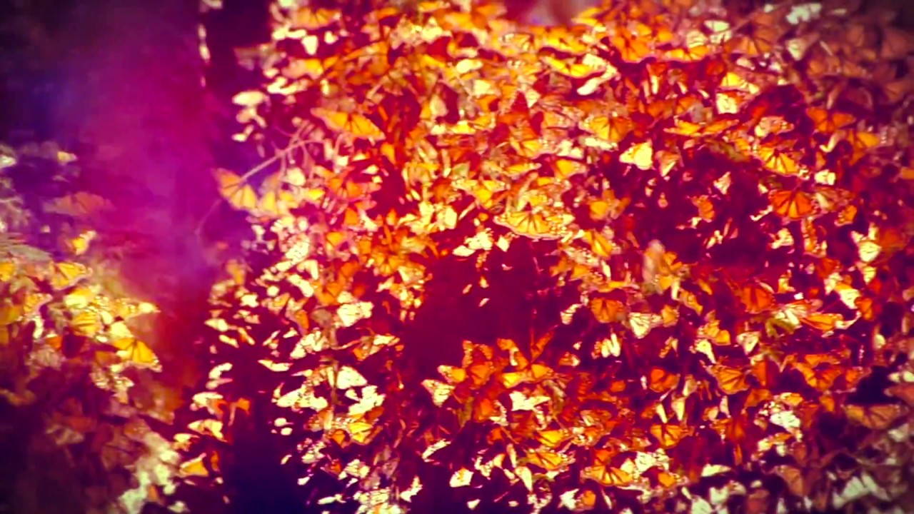 Dardust - Butterflies [Official Visual Video]