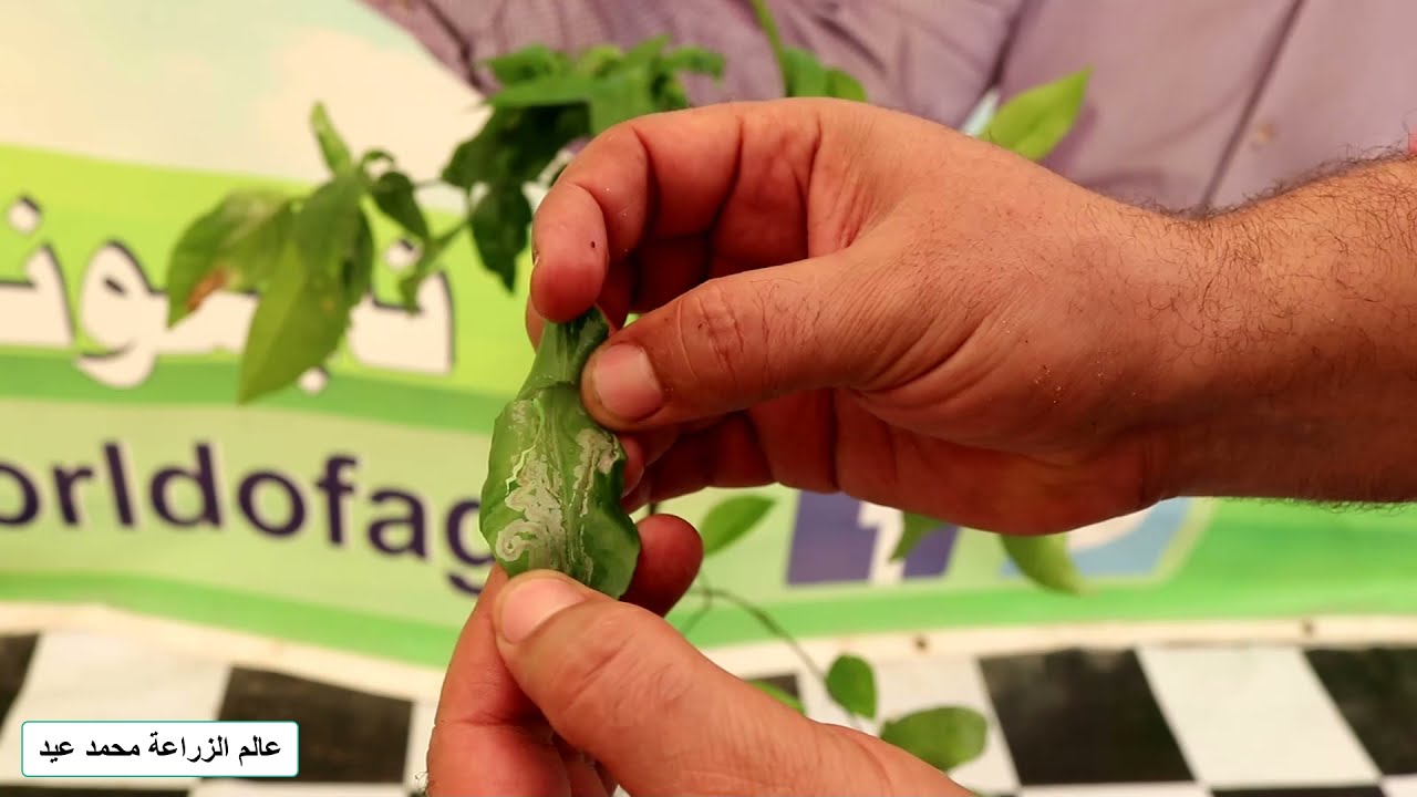 خلطة سحرية للقضاء على حفارات الأوراق او صانعة الأنفاق او الدودة الخياطة من حديقة منزلك