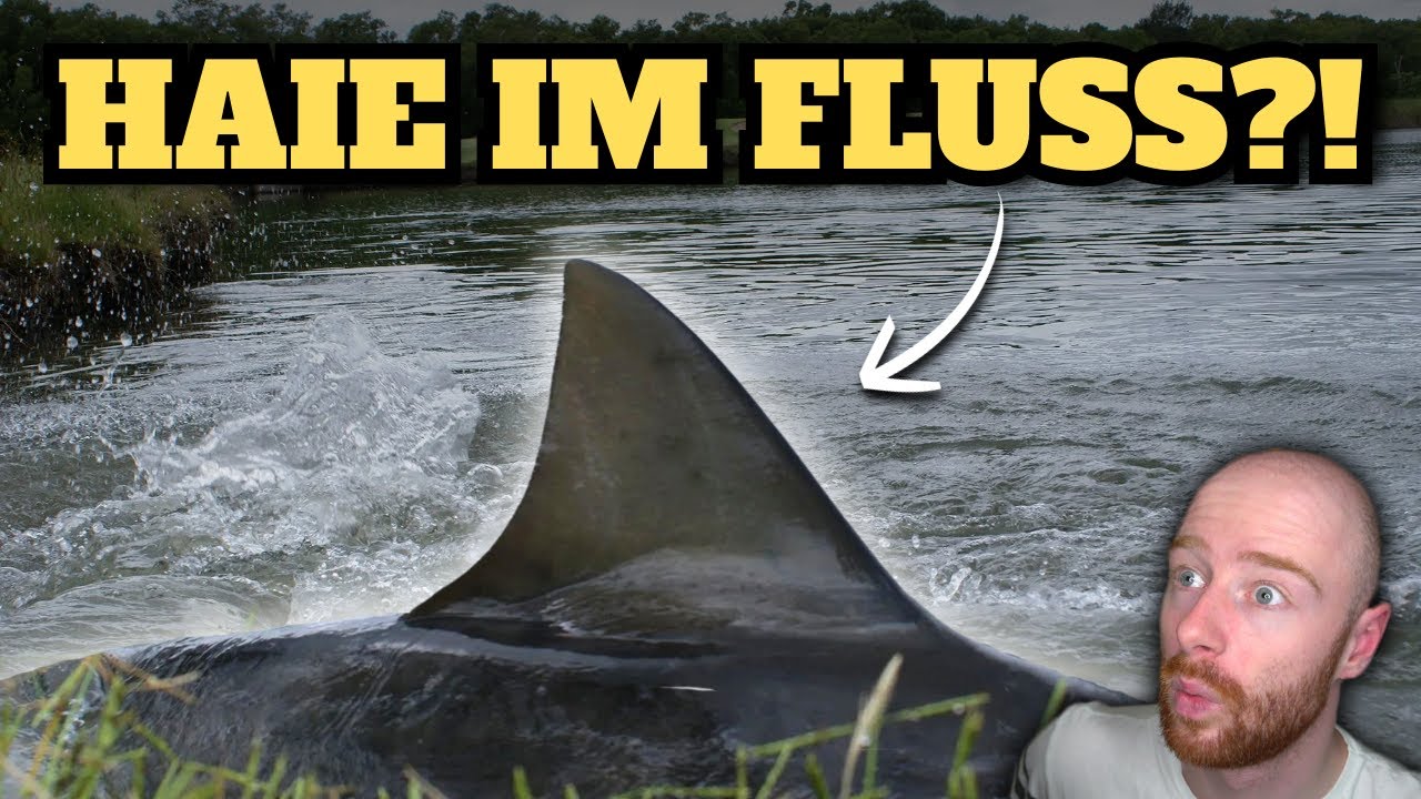 K&ouml;nnen Haie im S&Uuml;SSWASSER &uuml;berleben?! | Rasa'sWelt