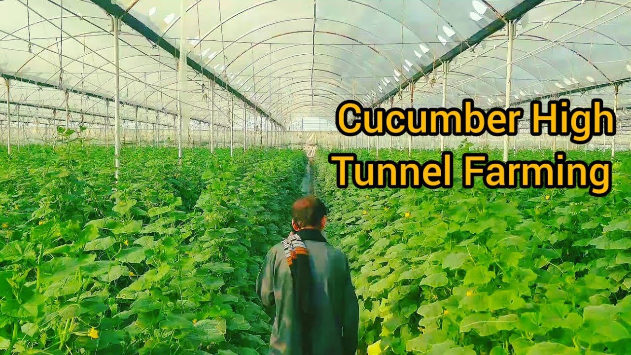 Cucumber High tunnel farm -  Punjab Pakistan Baba Ilayas funny interviews - Baba Brand