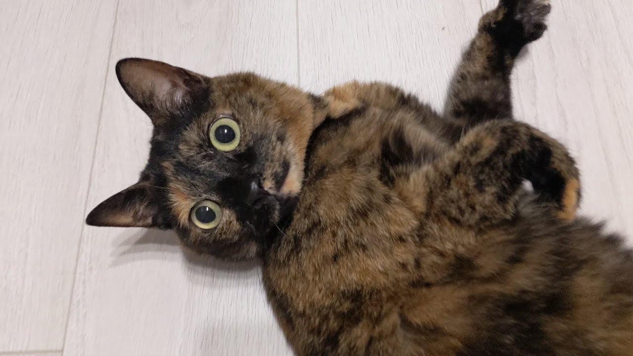 【サビ猫】控えめにかまってほしそうなご様子